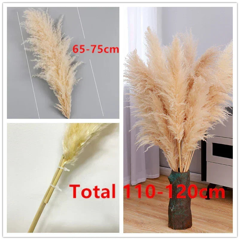 Everlasting natural fluffy pampas grass, ideal for long-lasting boho home decor & dried floral arrangements.