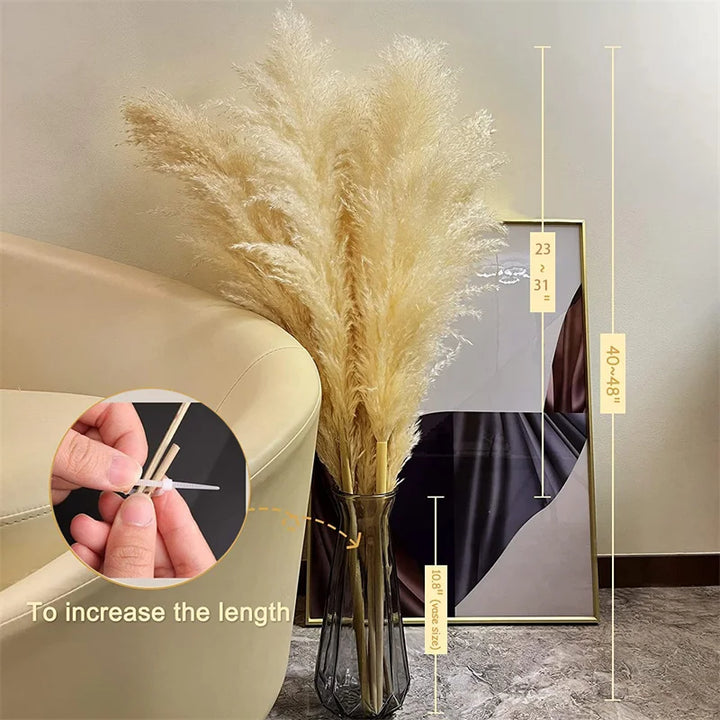 Fluffy dried pampas grass plumes adding a bohemian touch to a living room, natural home decor.