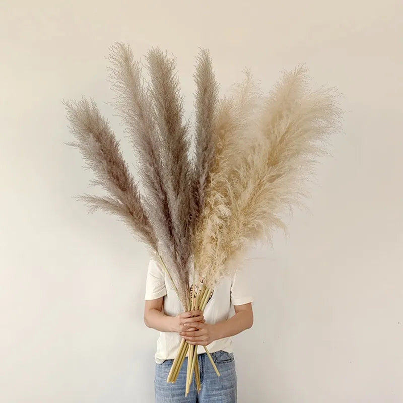 Close-up: Natural fluffy dried pampas grass, showcasing soft texture for boho everlasting floral decor accents.