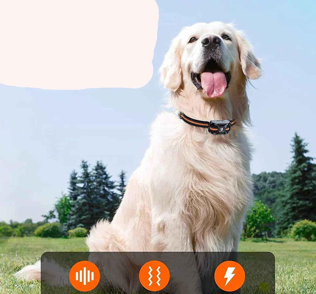 Active dog wearing waterproof training collar during outdoor training, showing long-range pet obedience.