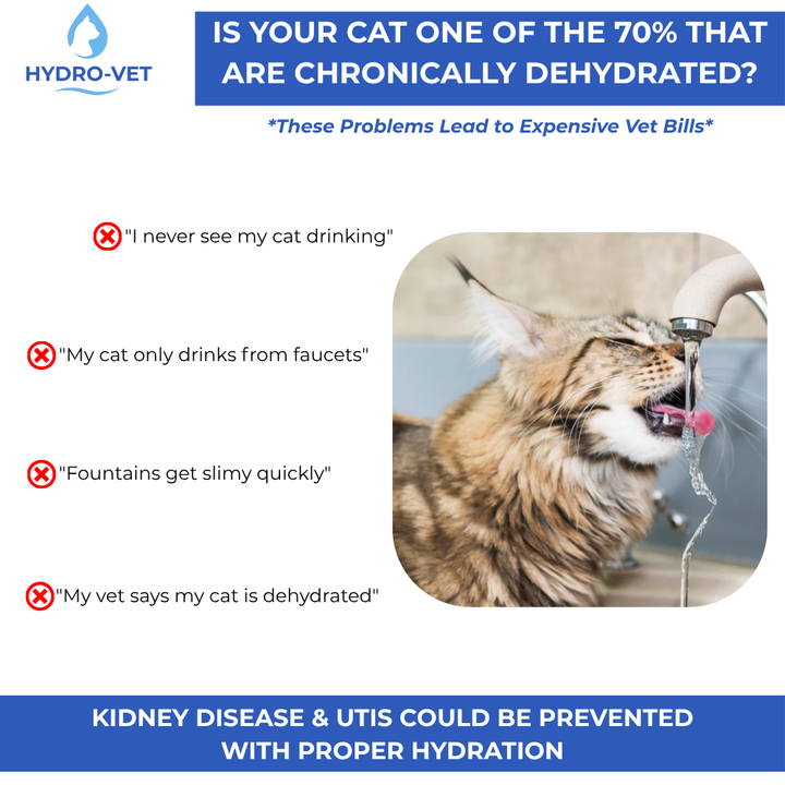Healthy hydration: quiet vet-grade pet water fountain designed for cats and small dogs.