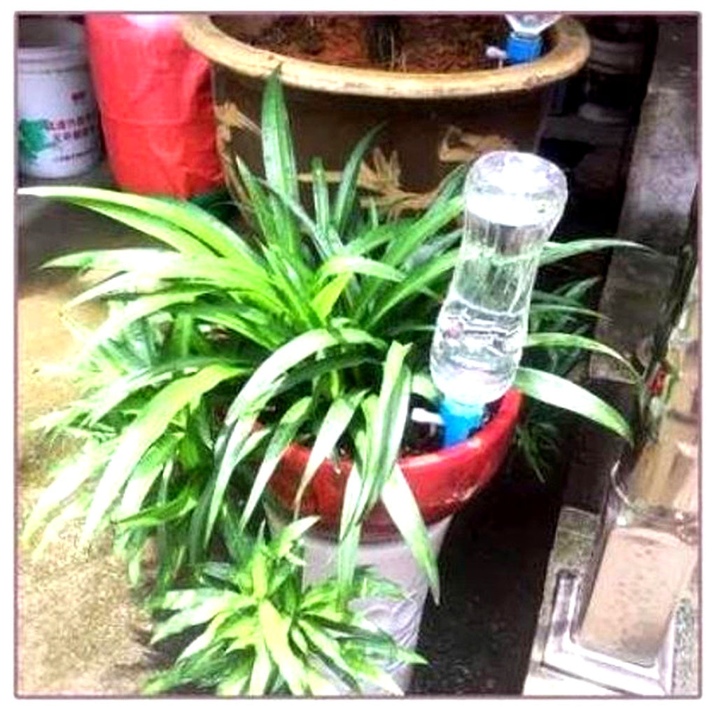 Automatic plant drip system spikes, 12-pack, ensuring healthy hydration for all your potted plants.