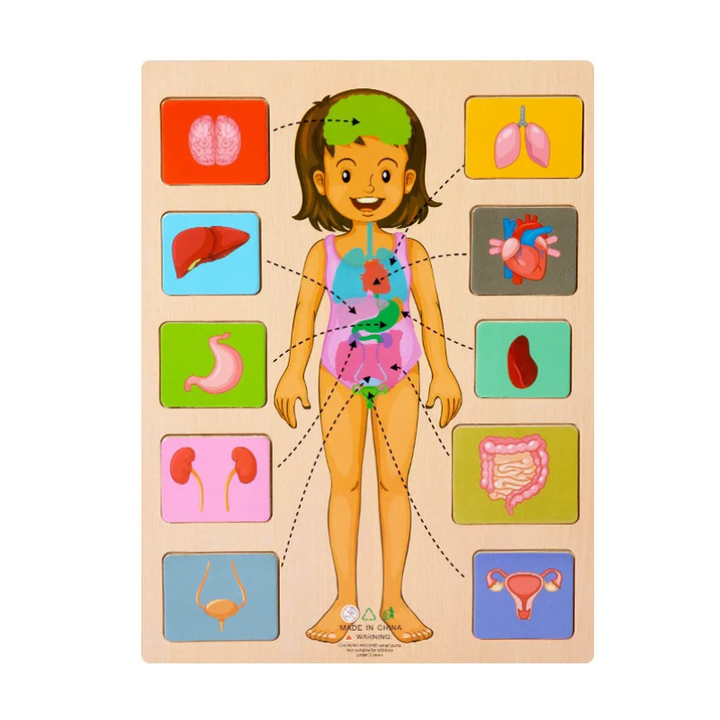 Toddler-friendly wooden human body puzzle. Fun science learning toy for young children.