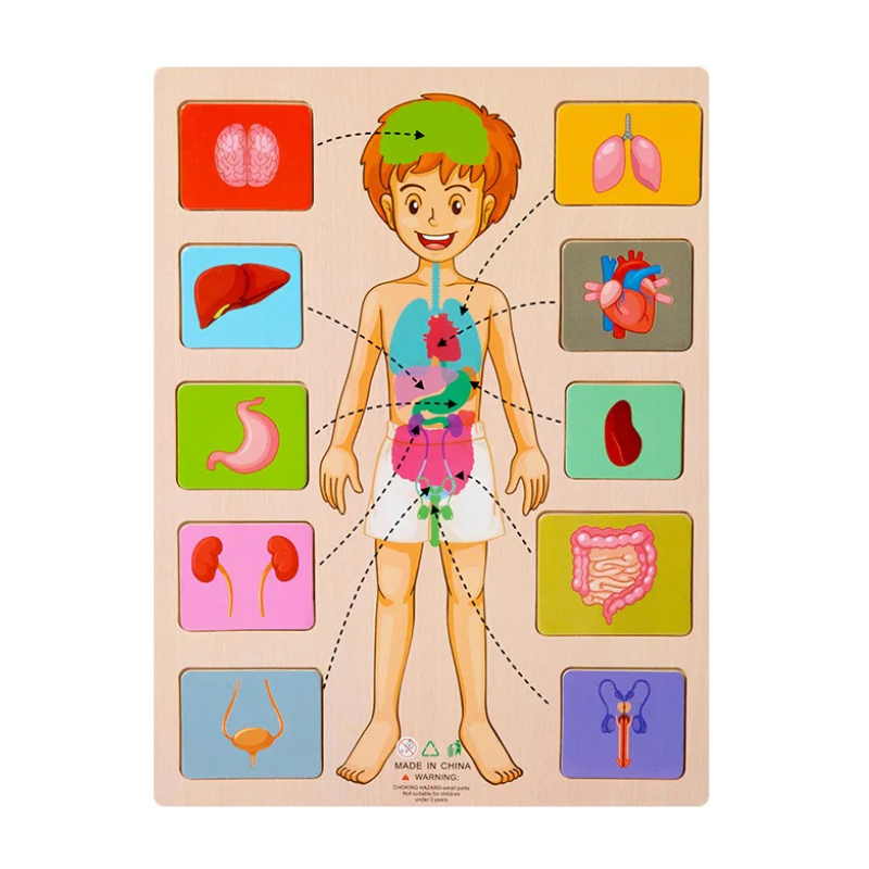 Bright wooden human body puzzle for children. Educational toy for anatomy & science exploration.