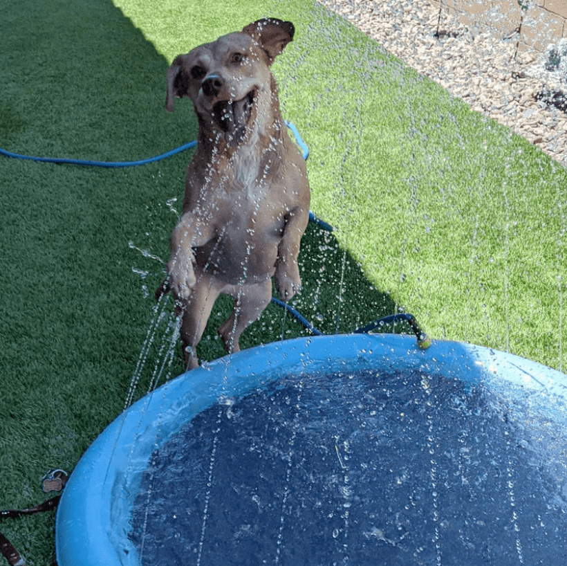 Blue dog splash pad with sprinklers, providing refreshing summer fun & cooling.