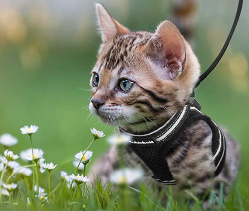 Reflective cat harness and matching leash. Adjustable for a perfect, secure fit during outdoor adventures.