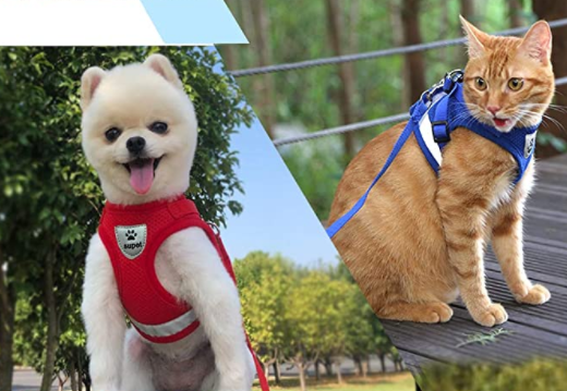 Secure cat walking harness and leash set, ideal for training & outdoor exploration. Escape-proof design.