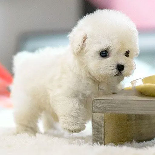 Soft plush robot dog, an interactive electronic pet that barks, ideal companion toy & gift for children.
